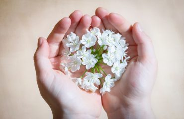 flower-1307578_1920