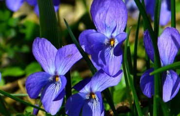 violet2