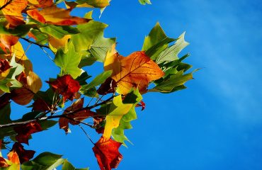 autumn-974882_960_720
