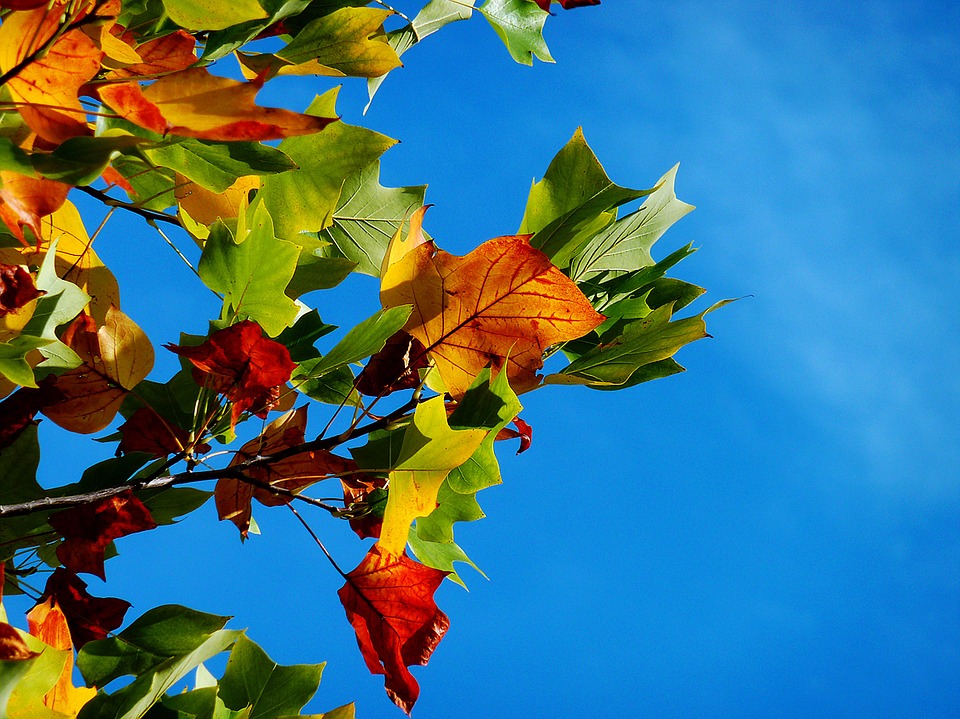 autumn-974882_960_720
