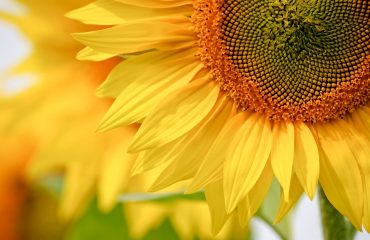 nature-3248111_960_720